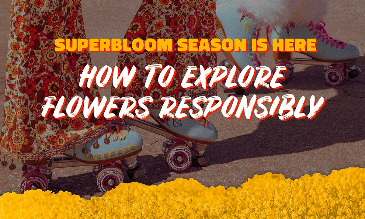 Superbloom Season Is Here: How to Explore Flowers Responsibly