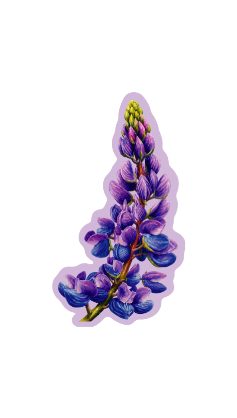 WILD LUPINE