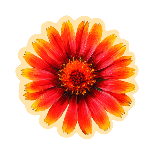 BLANKET FLOWER