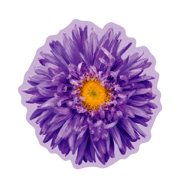 WILD ASTER