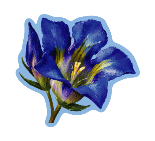 WILD GENTIAN