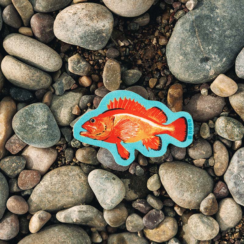 ROCKFISH By Salmon Sisters x NoSo