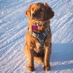 BAGGS THE AVY PUPPY