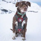 LEVI THE AVY DOG