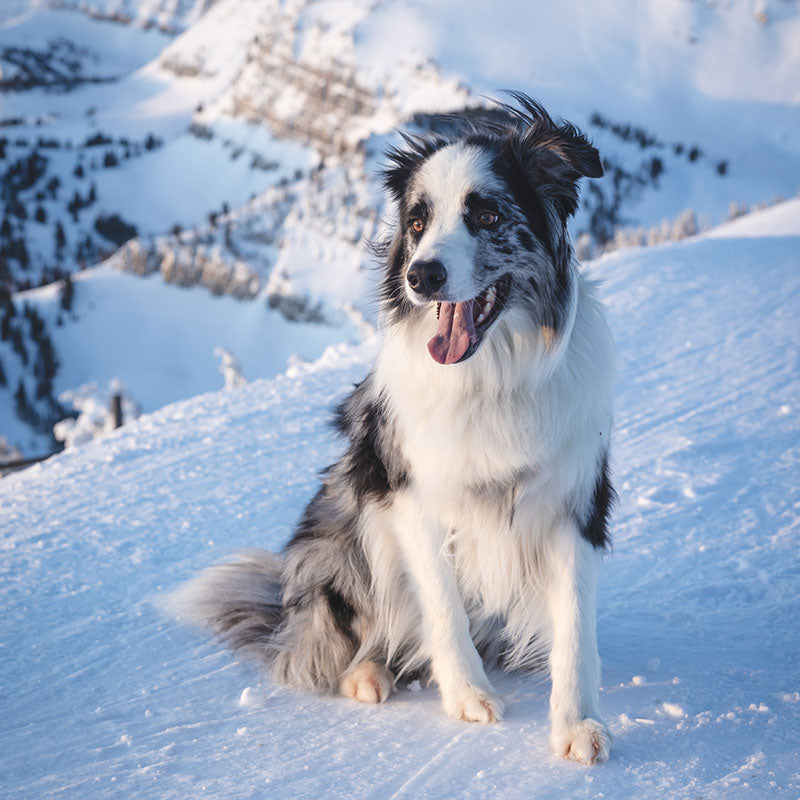 OLAF THE AVY DOG