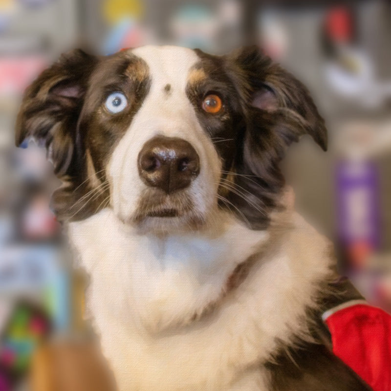 GOOSE THE AVY DOG