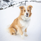 TOBY THE AVY DOG