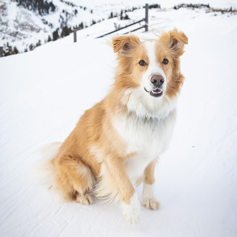 TOBY THE AVY DOG