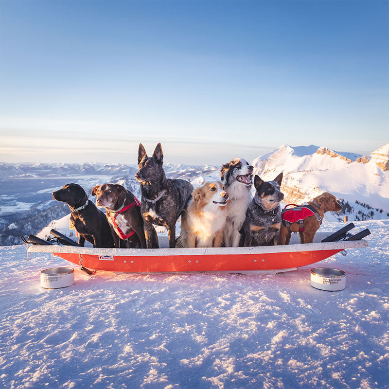 JHSP TOBOGGAN PATROL DOGS