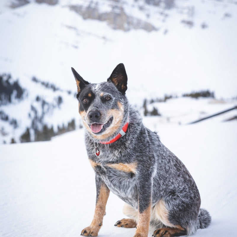 DOLLY THE AVY DOG