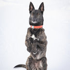 CACHE THE AVY DOG