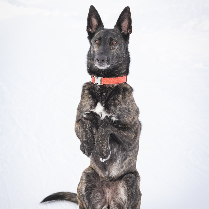 CACHE THE AVY DOG