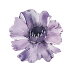 PURPLE DAISY