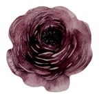 PURPLE ROSE