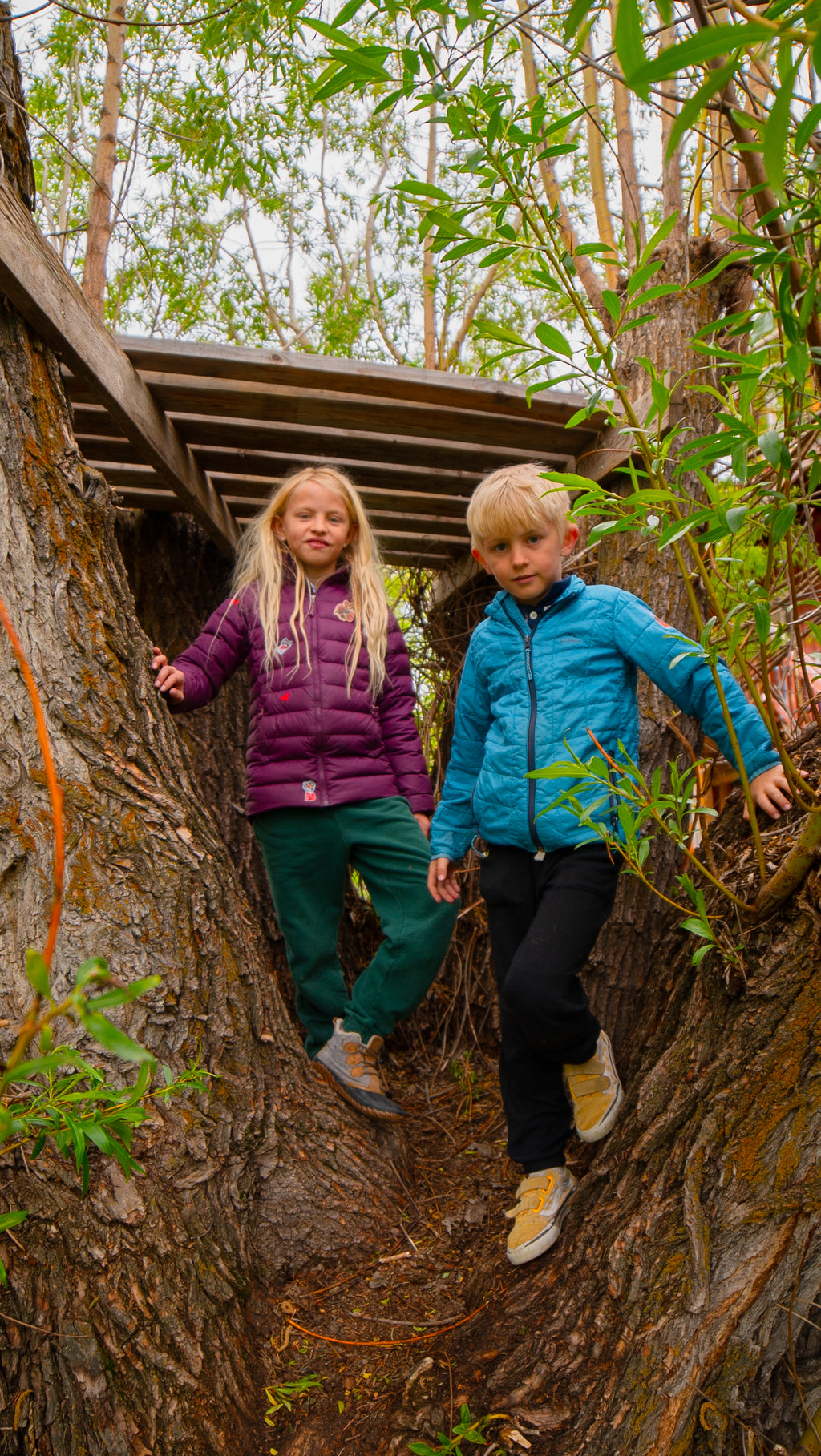 FOREST FRIENDS DAZZITS™ by Rachel Kozlowski