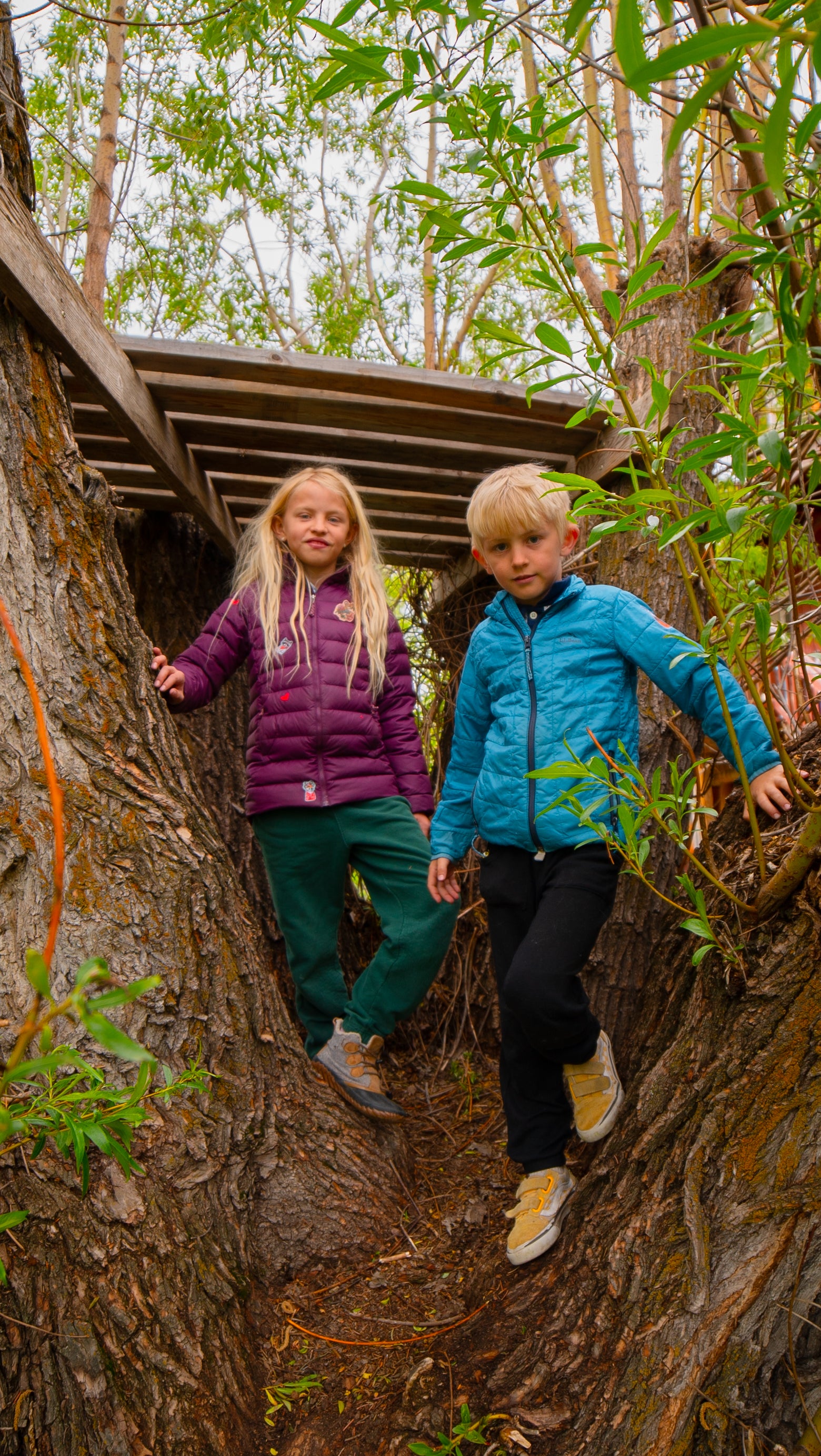 FOREST FRIENDS DAZZITS™ by Rachel Kozlowski