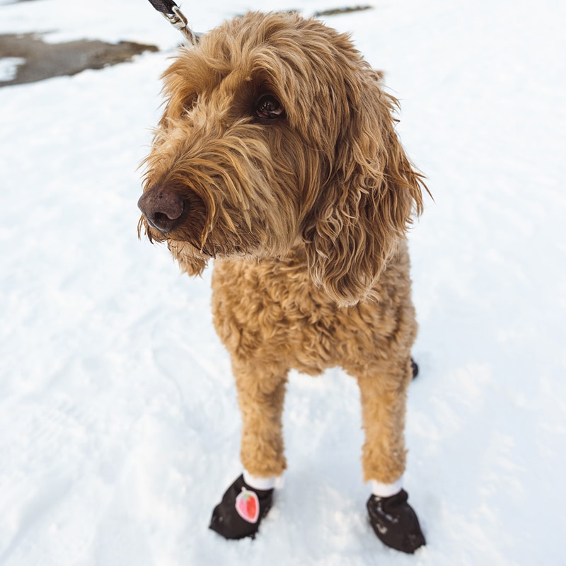 STRAWBERRY by Skida x NoSo