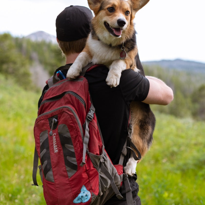 PENNY THE CORGI