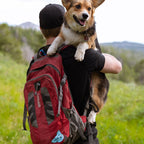 PENNY THE CORGI