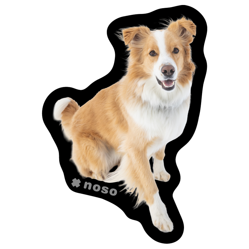 TOBY THE AVY DOG