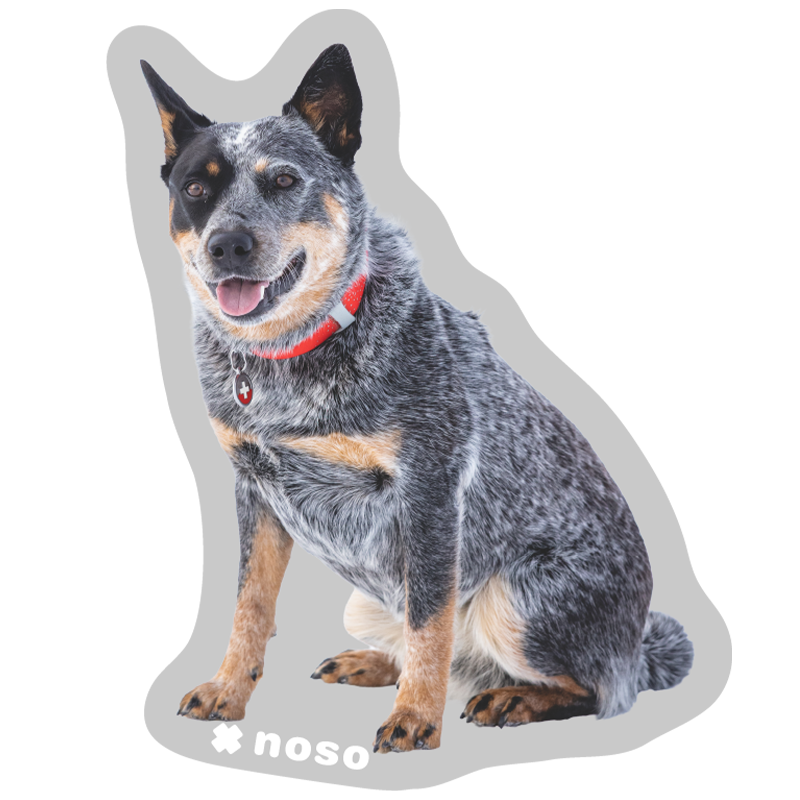 DOLLY THE AVY DOG