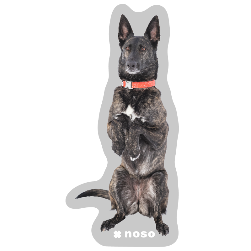 CACHE THE AVY DOG