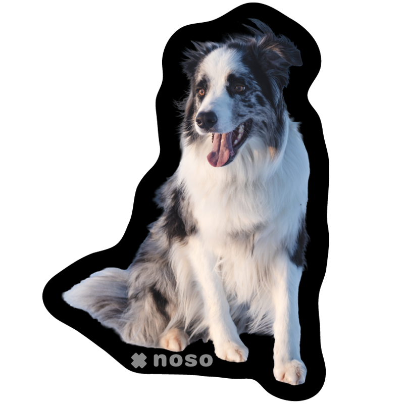 OLAF THE AVY DOG