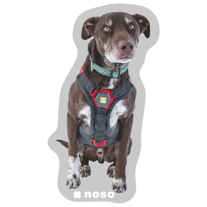 LEVI THE AVY DOG