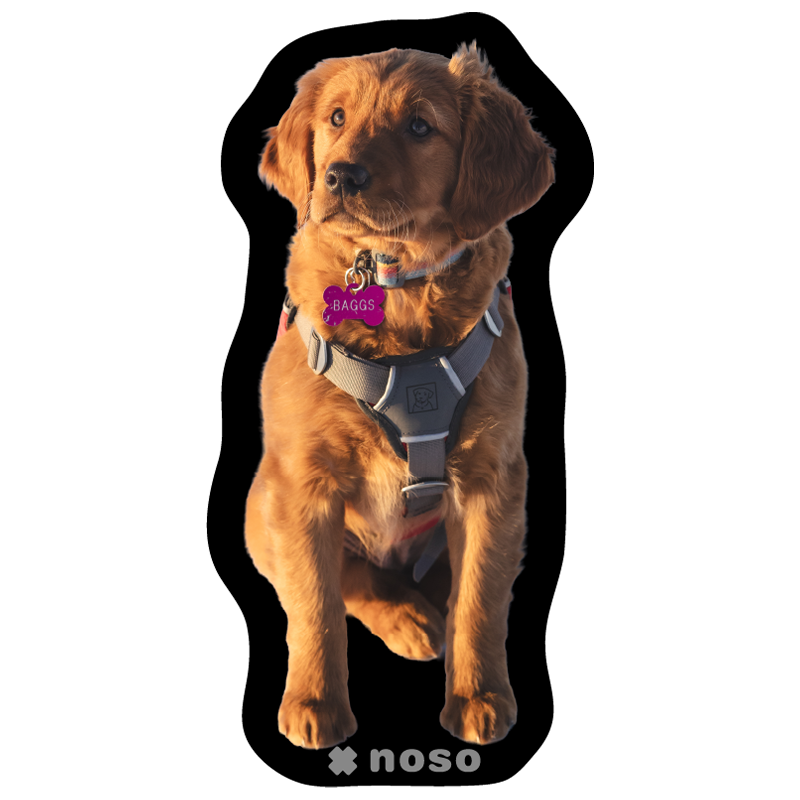 BAGGS THE AVY PUPPY