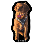 BAGGS THE AVY PUPPY