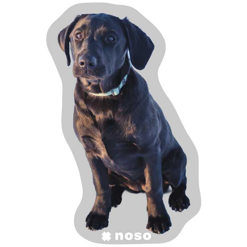 HAZEL THE AVY PUPPY