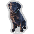 HAZEL THE AVY PUPPY