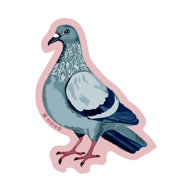PIGEON