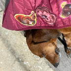 BROWN SQUIRREL by Nathalie Leté