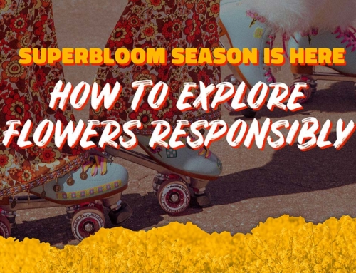 Superbloom Season Is Here: How to Explore Flowers Responsibly